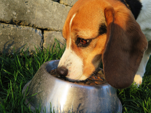 Beagle eating dry kibble from a stainless steel bowl during mealtime.